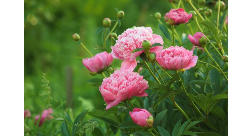 Peonies: Everything You Need To Know