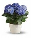 Garden Hydrangea Bouquet
