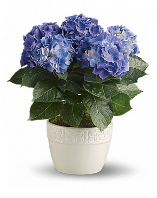 Garden Hydrangea Bouquet